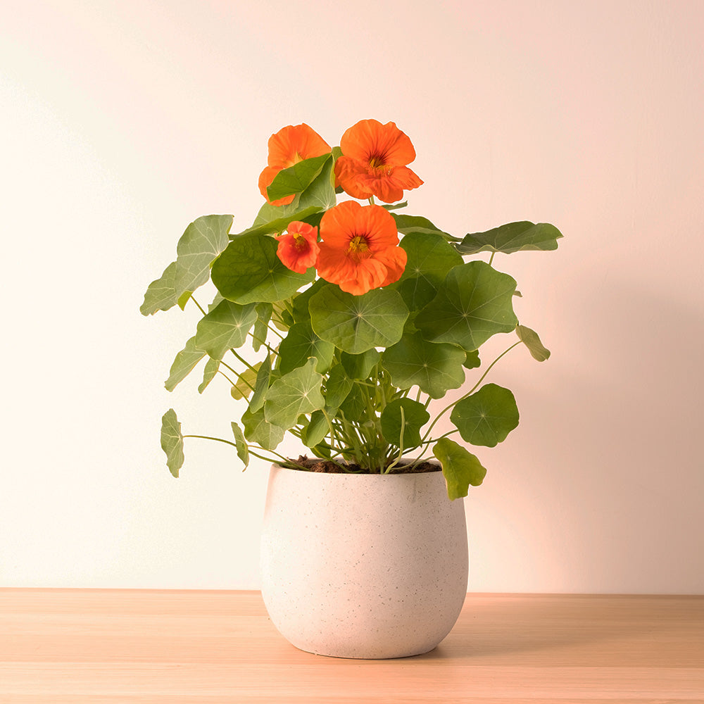 金蓮花｜財源滾滾｜花朵.葉片.種子都可以食用｜寵物友善｜食用花｜陽光植物