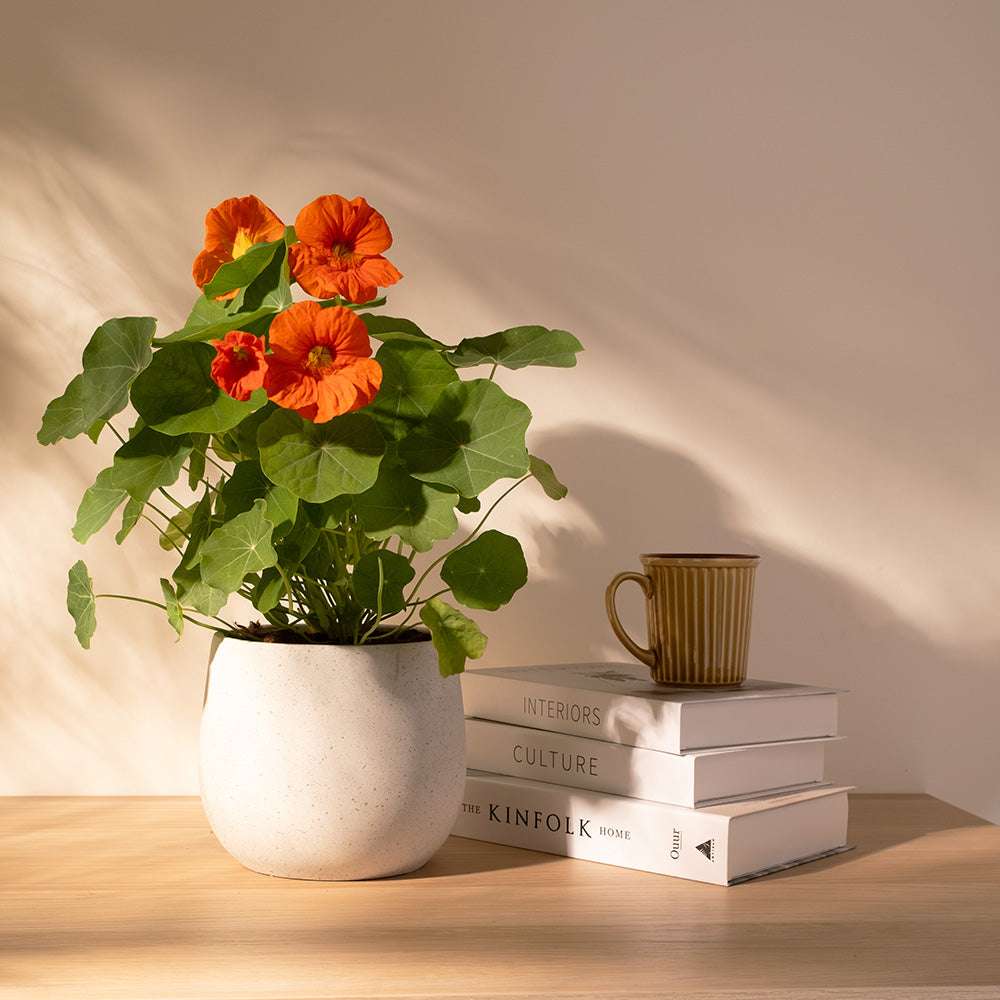 金蓮花｜財源滾滾｜花朵.葉片.種子都可以食用｜寵物友善｜食用花｜陽光植物