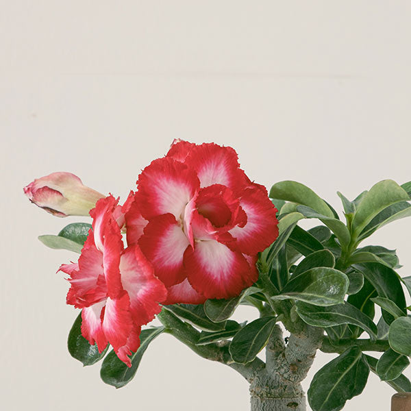 沙漠玫瑰 | 重瓣品種 | 聚財、旺財、招桃花 | 獨家稀有花色 | 森林有塊田