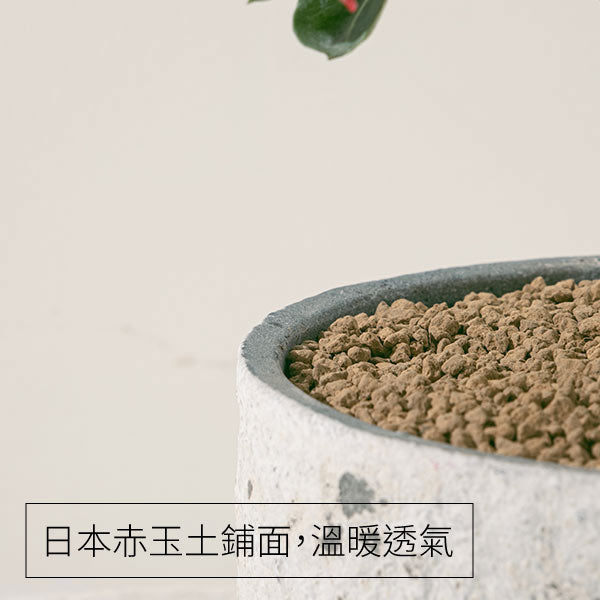 沙漠玫瑰 | 重瓣品種 | 聚財、旺財、招桃花 | 獨家稀有花色 | 森林有塊田