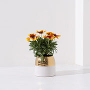 天人菊 | 提升活力、招來財富與堅定信念 | 陽光植物