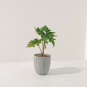 傑克林觀音蓮 | 招財、淨化磁場與提升人緣 | 室內植物