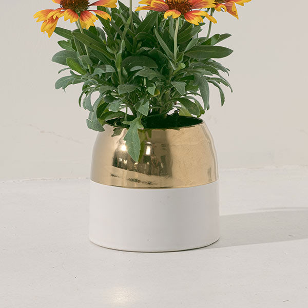 天人菊 | 提升活力、招來財富與堅定信念 | 陽光植物