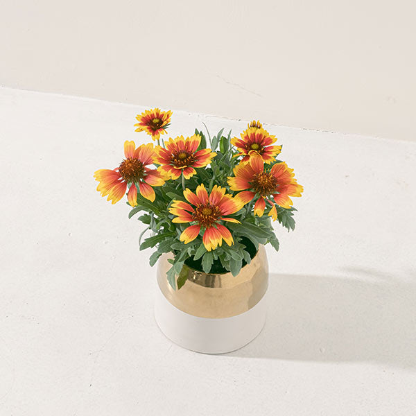 天人菊 | 提升活力、招來財富與堅定信念 | 陽光植物