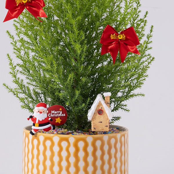 香冠柏 | 天然檸檬香氛聖誕樹 | 聖誕交換禮物首選 | 陽光植物