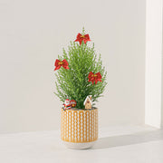 香冠柏 | 天然檸檬香氛聖誕樹 | 聖誕交換禮物首選 | 陽光植物