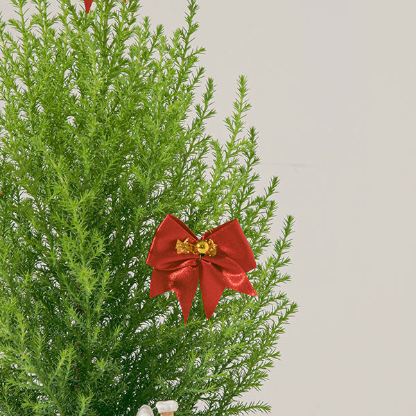 香冠柏 | 天然檸檬香氛聖誕樹 | 聖誕交換禮物首選 | 陽光植物