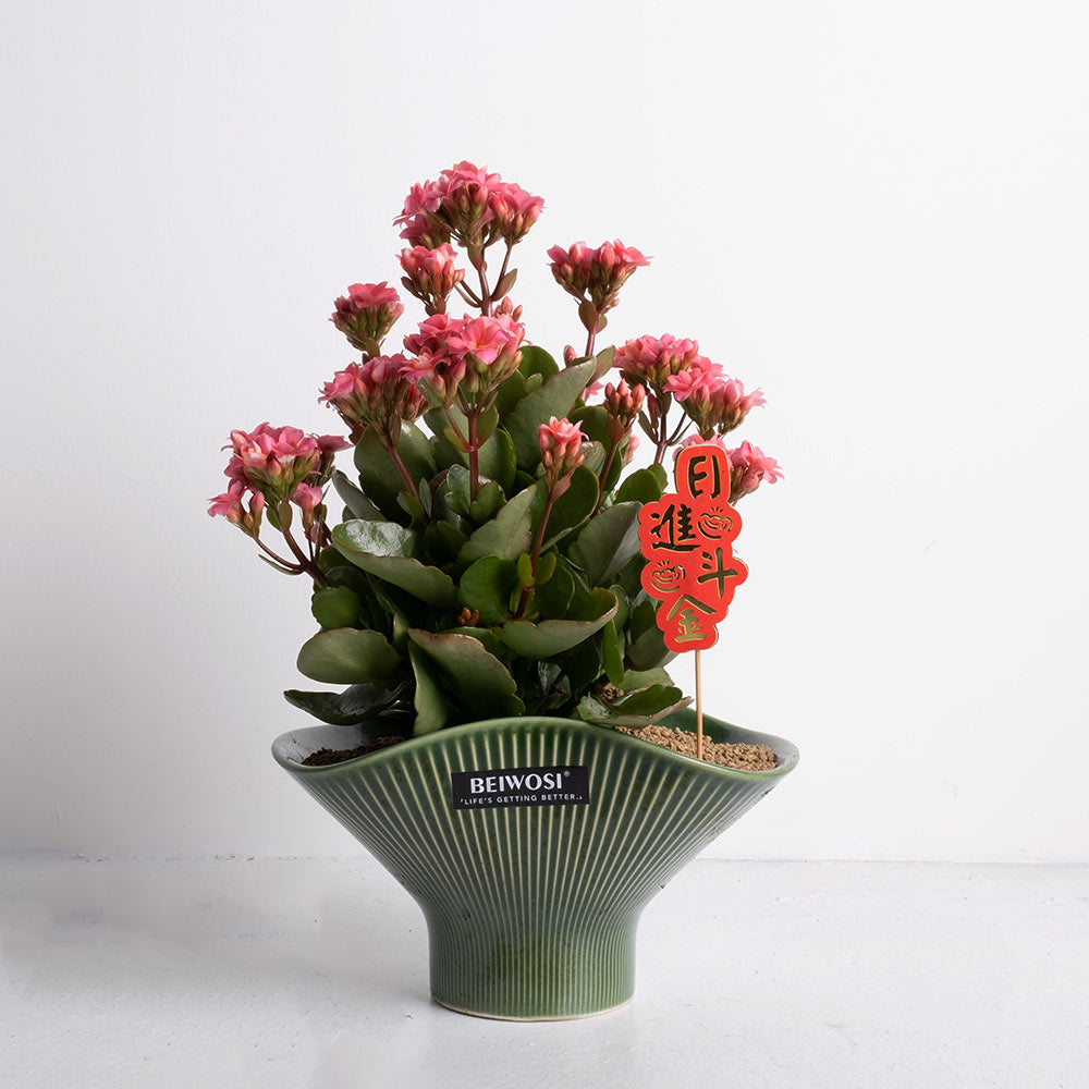 重瓣長壽花 | 開花後可放室內 | 辦公室OK | 花期長 | 歲月靜好、健康長壽 | 陽光植物