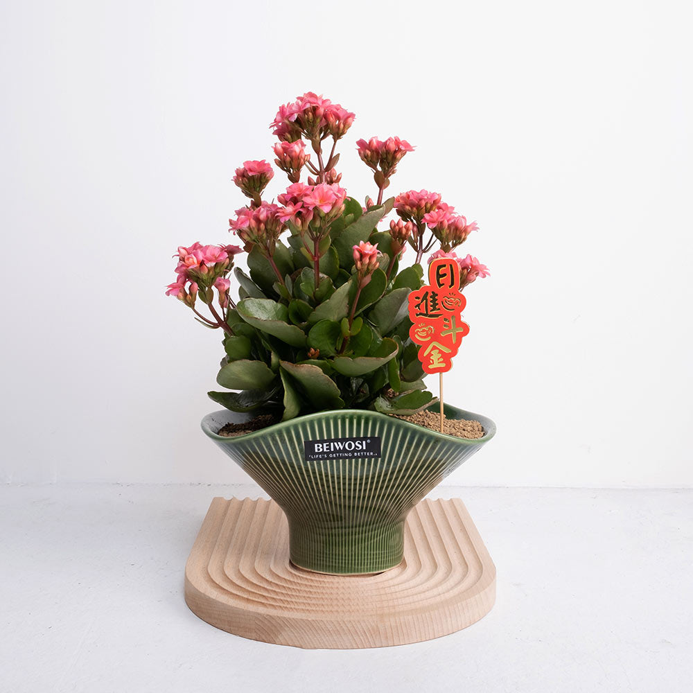 重瓣長壽花 | 開花後可放室內 | 辦公室OK | 花期長 | 歲月靜好、健康長壽 | 陽光植物