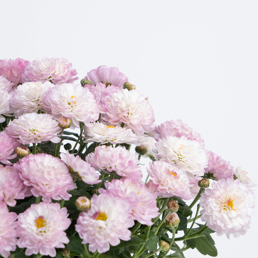 瑪格麗特｜小巧可愛的花朵｜陽光植物｜去除阿摩尼亞的味道