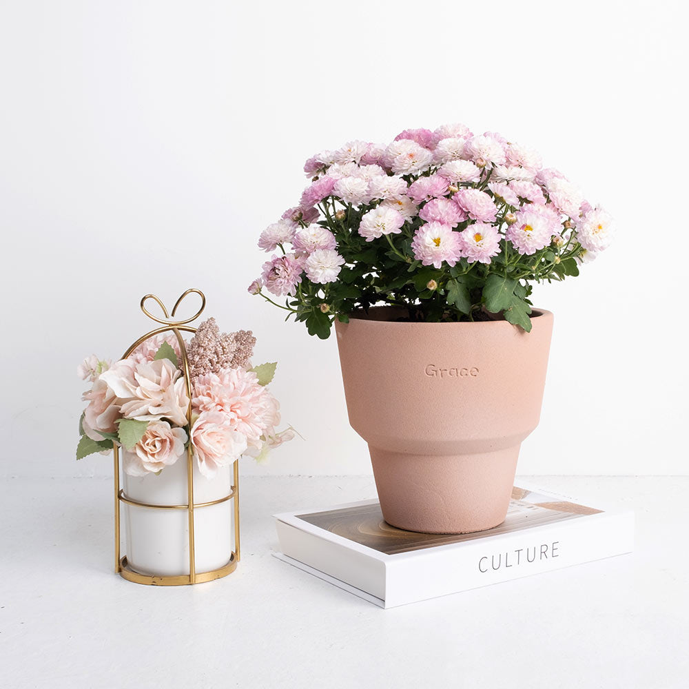 瑪格麗特｜小巧可愛的花朵｜陽光植物｜去除阿摩尼亞的味道