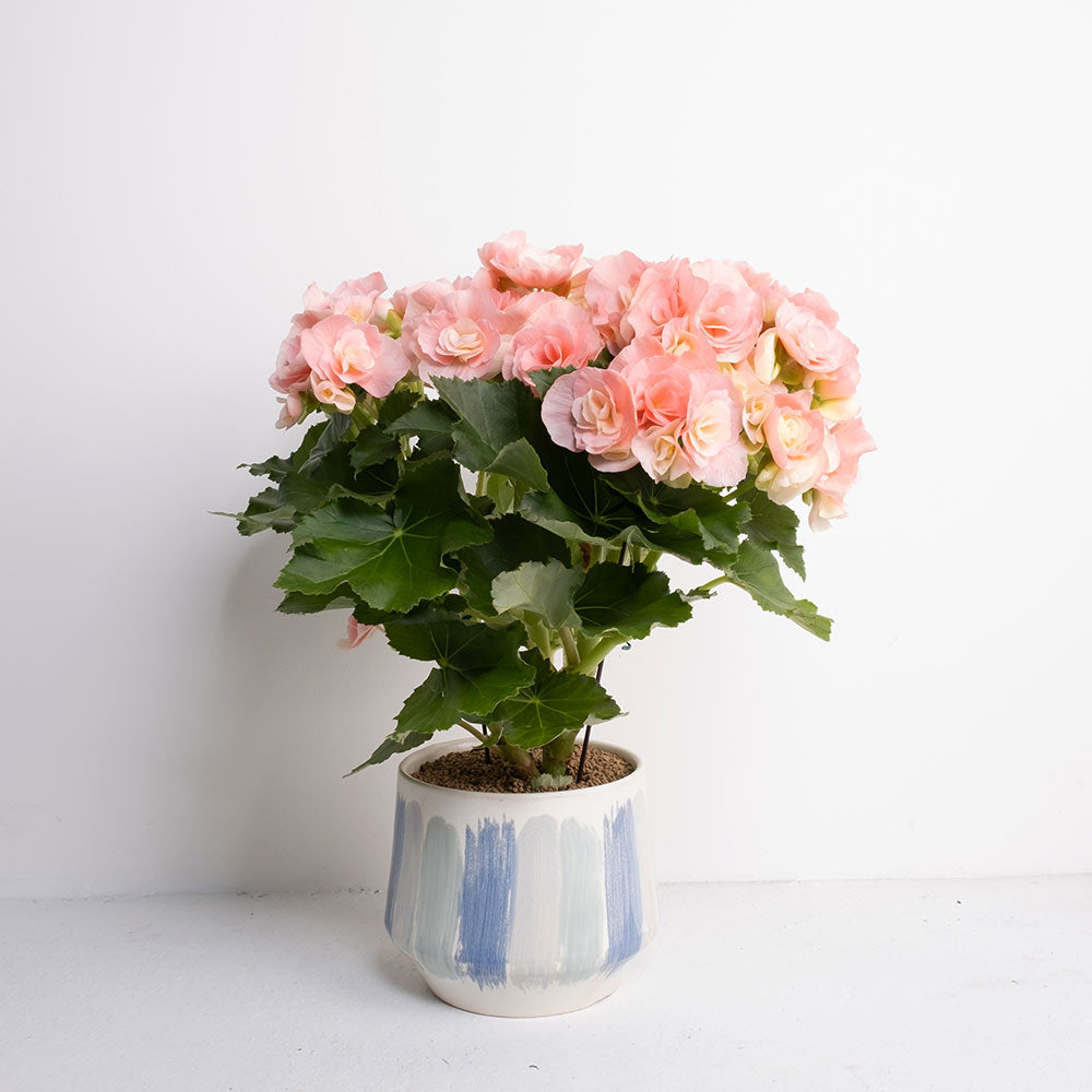 麗格海棠 | 玉堂富貴 | 玫瑰海棠｜陽光植物｜花色隨機出貨