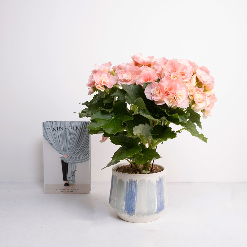 麗格海棠 | 玉堂富貴 | 玫瑰海棠｜陽光植物｜花色隨機出貨