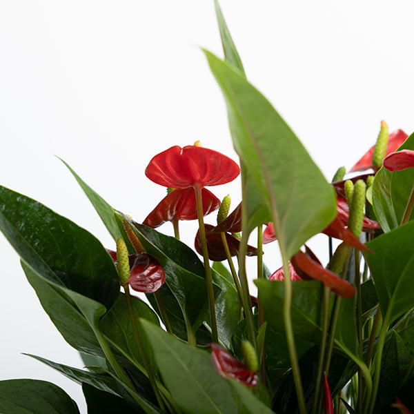 百萬小星火鶴花 | 鴻運當頭 | 花期超長 | 淨化空氣 | 室內植物