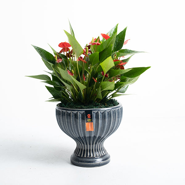 百萬小星火鶴花 | 鴻運當頭 | 花期超長 | 淨化空氣 | 室內植物