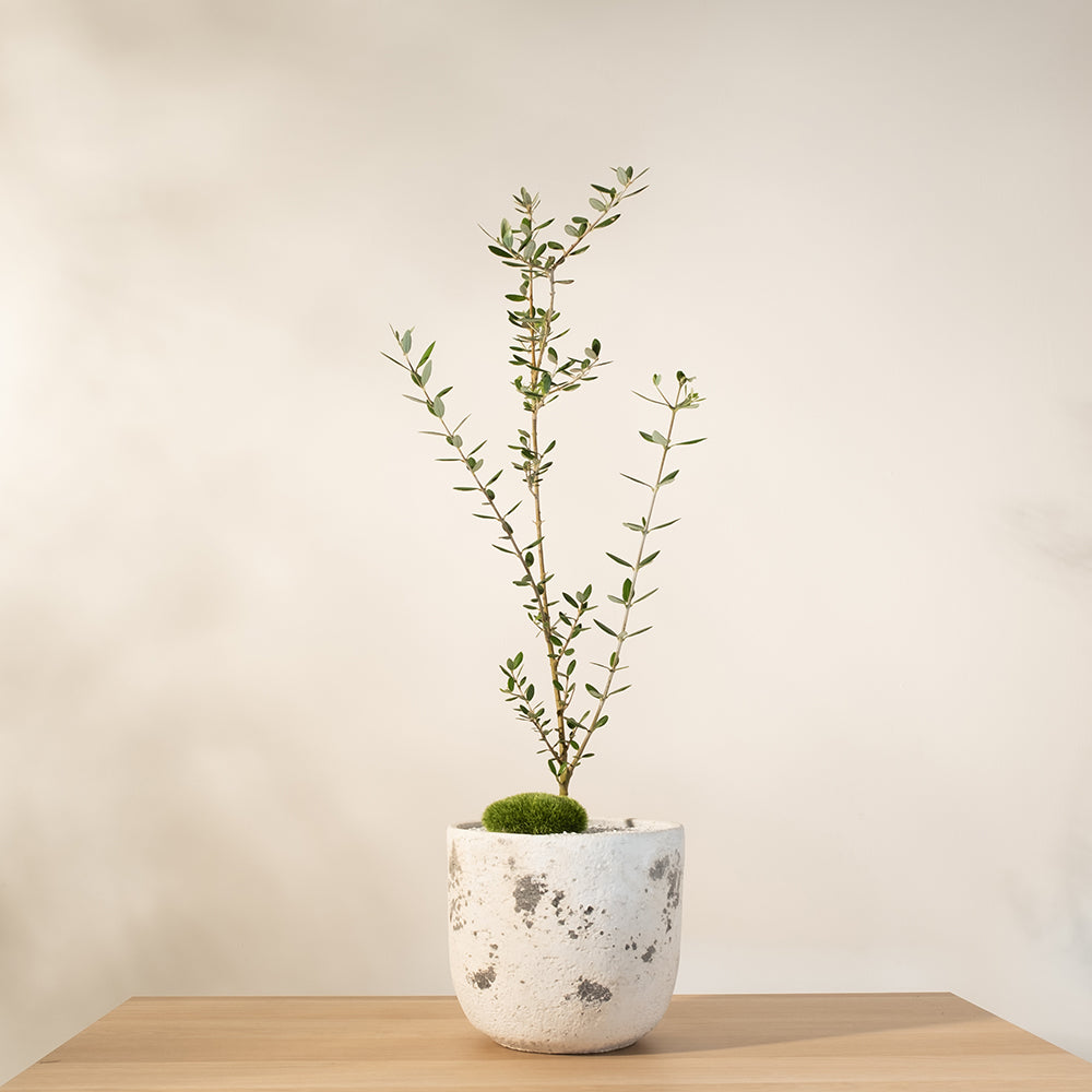 銀葉油橄欖 | 地中海風情居家必備景觀樹 | 寵物友善 | 陽光植物