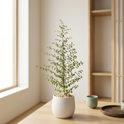 燈秤花｜梅葉冬青｜基業穩固與事業順遂｜室內開花樹｜室內外皆可