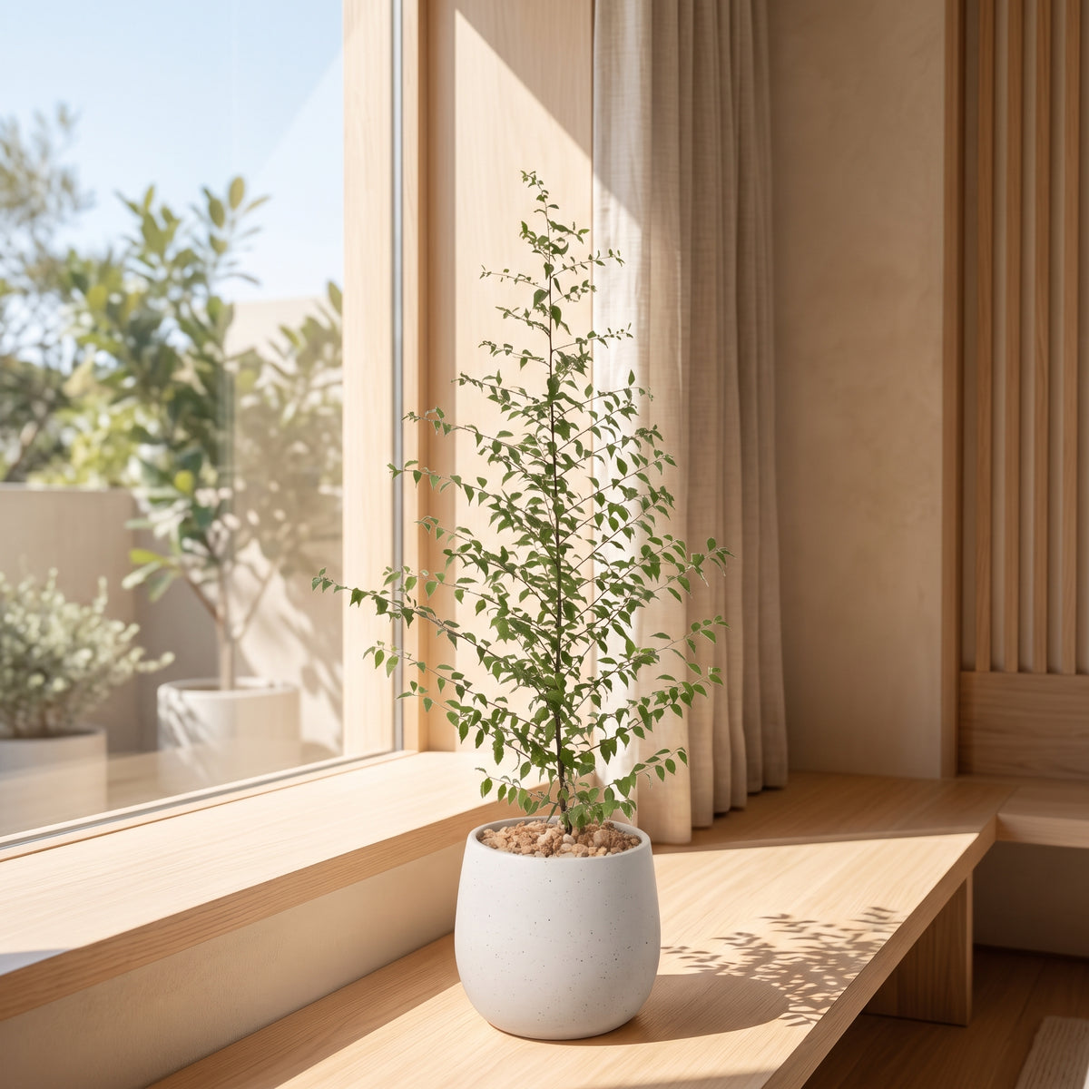 燈秤花｜梅葉冬青｜基業穩固與事業順遂｜室內開花樹｜室內外皆可