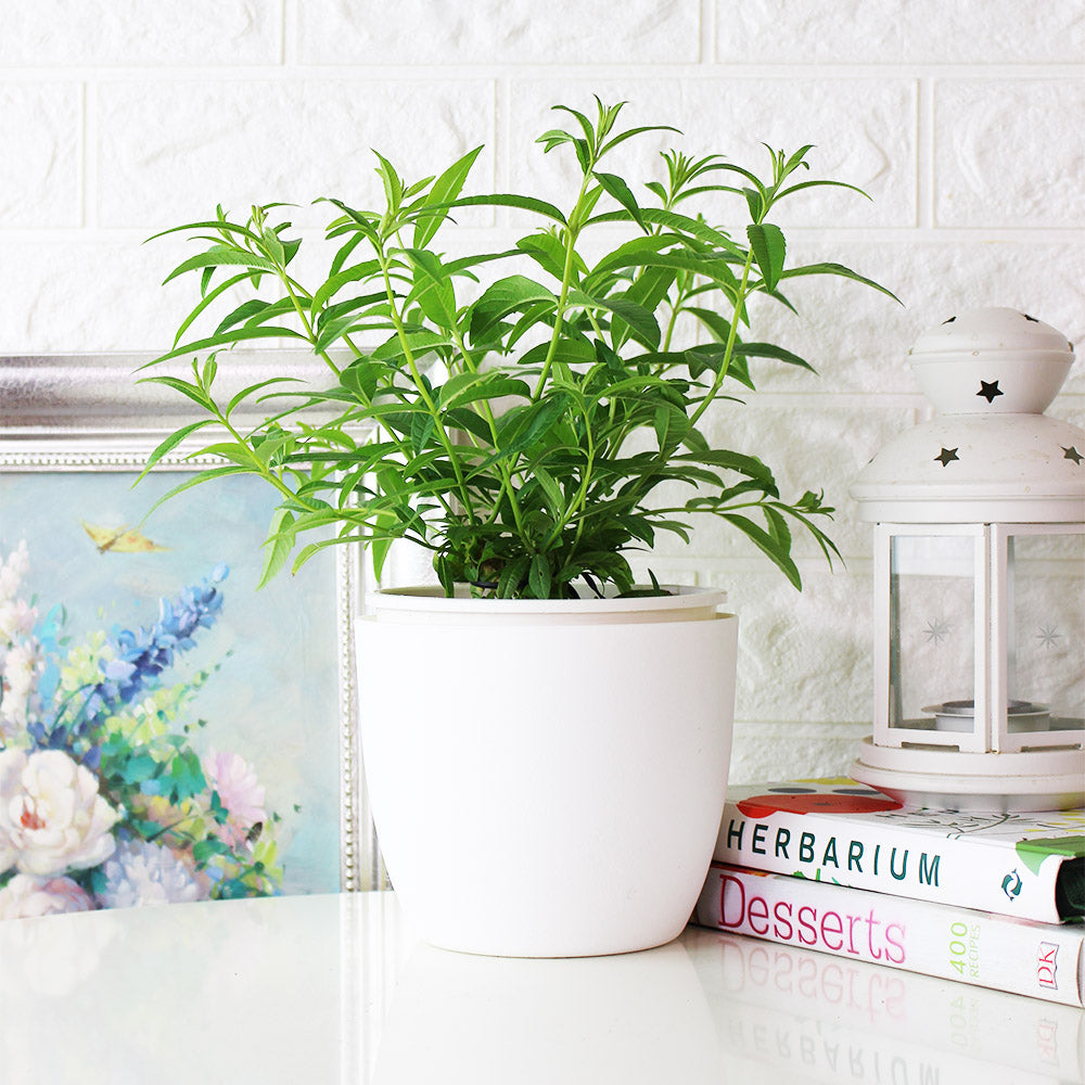 檸檬馬鞭草 | 檸檬與柑橘的香氣 | 很棒的單品香草茶 | 陽光植物