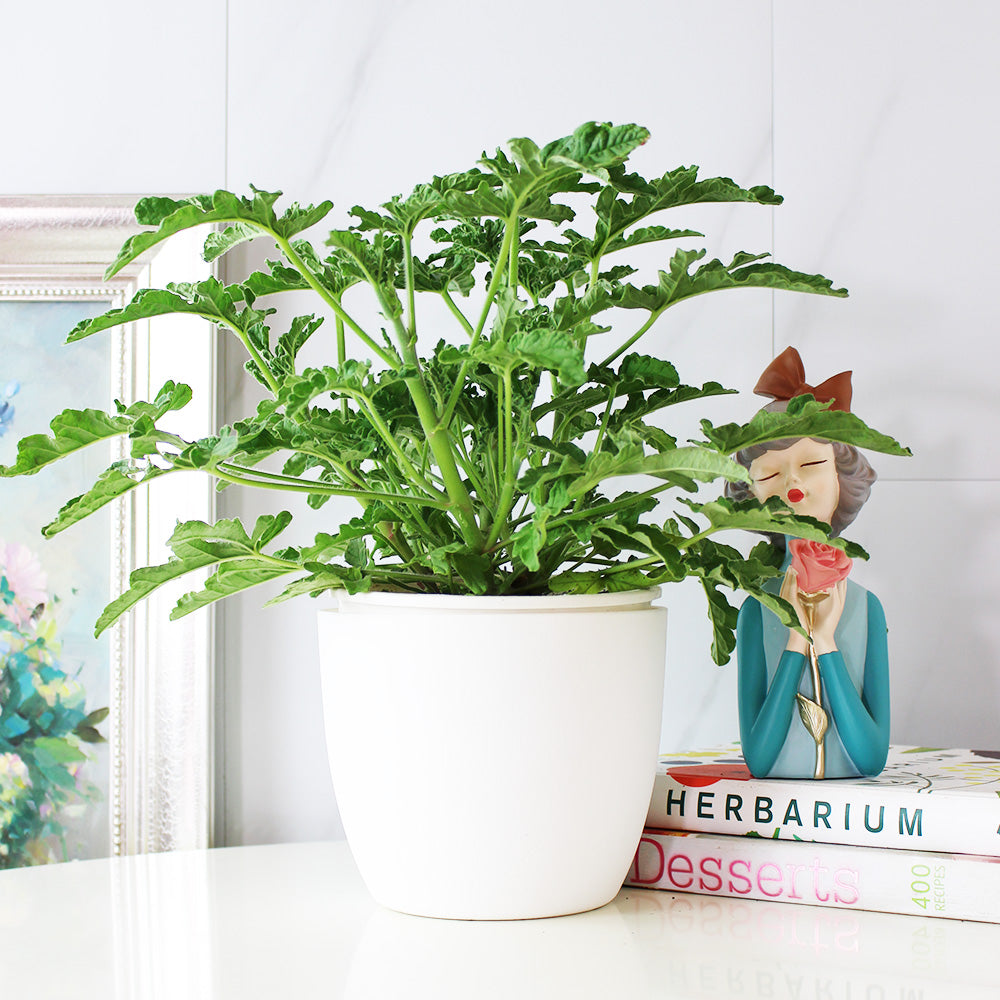檸檬天竺葵 | 強烈且宜人的檸檬香氣 | 陽光植物