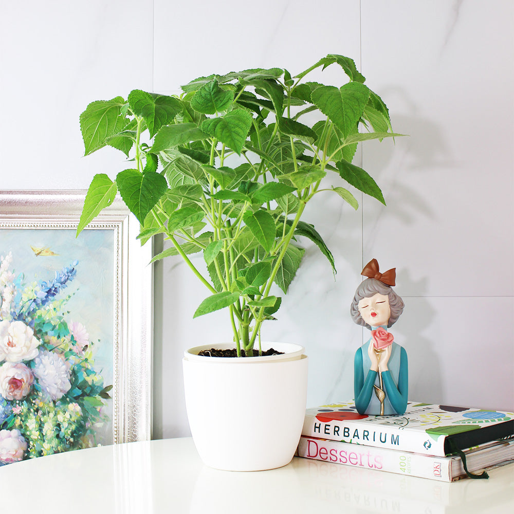 水果鼠尾草 | 驅趕小黑蚊 | 花朵口感清脆 | 陽光植物
