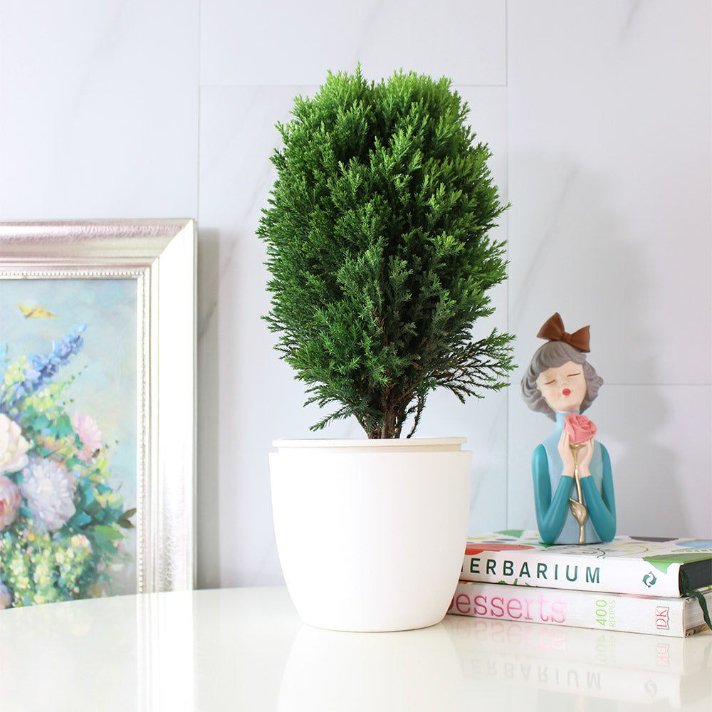圓柏 | 圓潤的形態 | 陽光植物