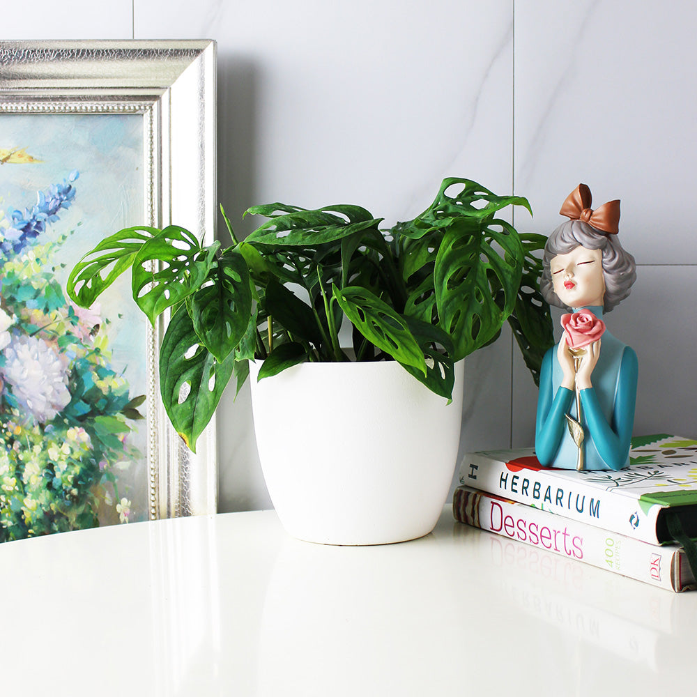 窗孔龜背芋 | 洞洞龜背芋 | 洞洞蔓綠絨 | 室內植物