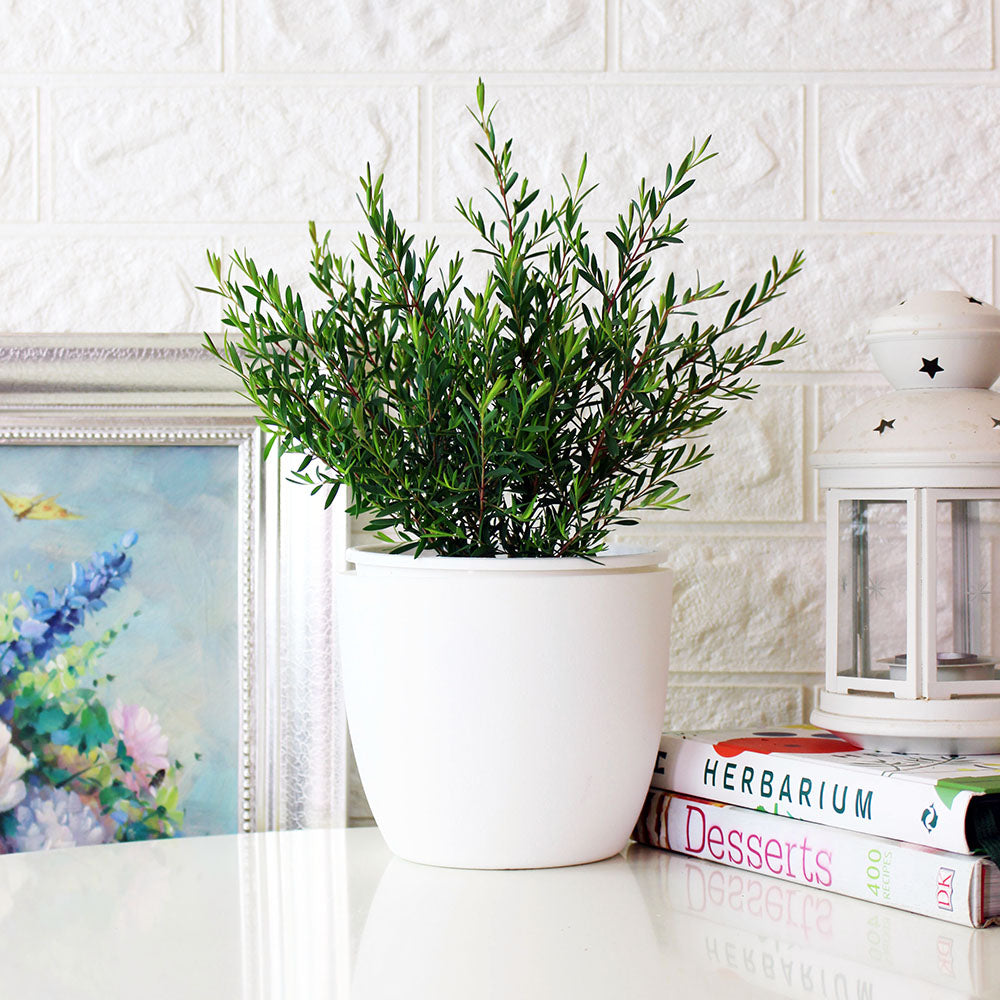 棉花糖茶樹盆栽 | 紫色蜂蜜茶樹 | 陽光植物