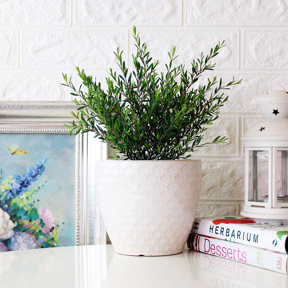 棉花糖茶樹盆栽 | 紫色蜂蜜茶樹 | 陽光植物