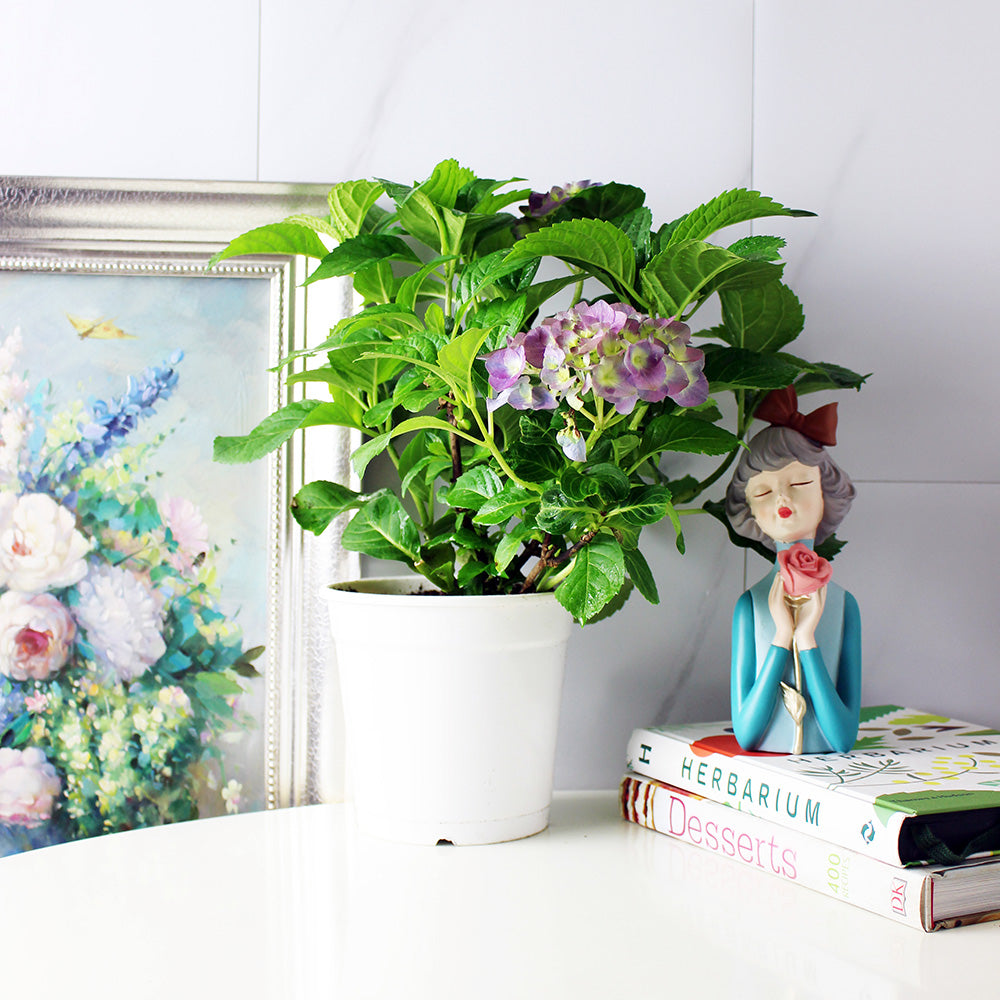 妖精之瞳繡球花 | 日本紫陽花 | 藍色花朵 | 重瓣繡球 | 陽光植物