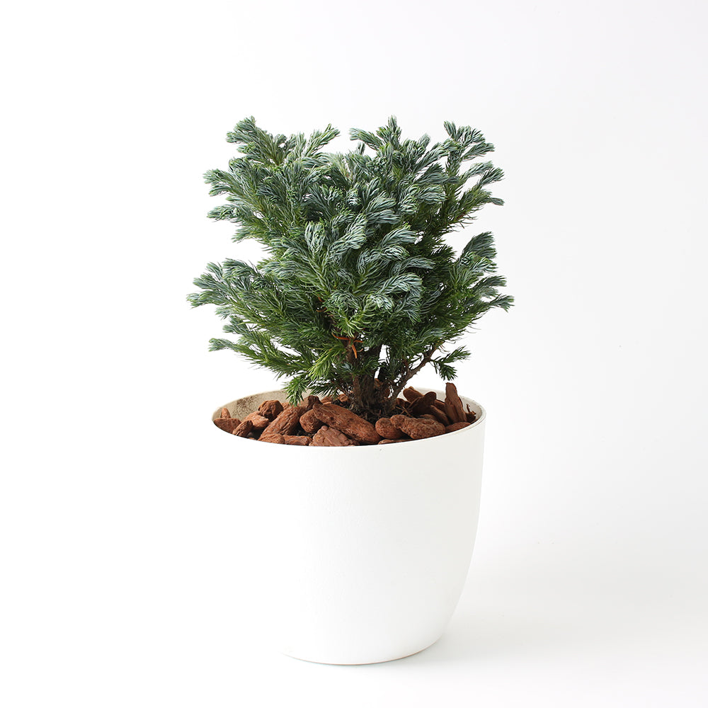 藍柏盆栽｜翠柏｜陽光植物