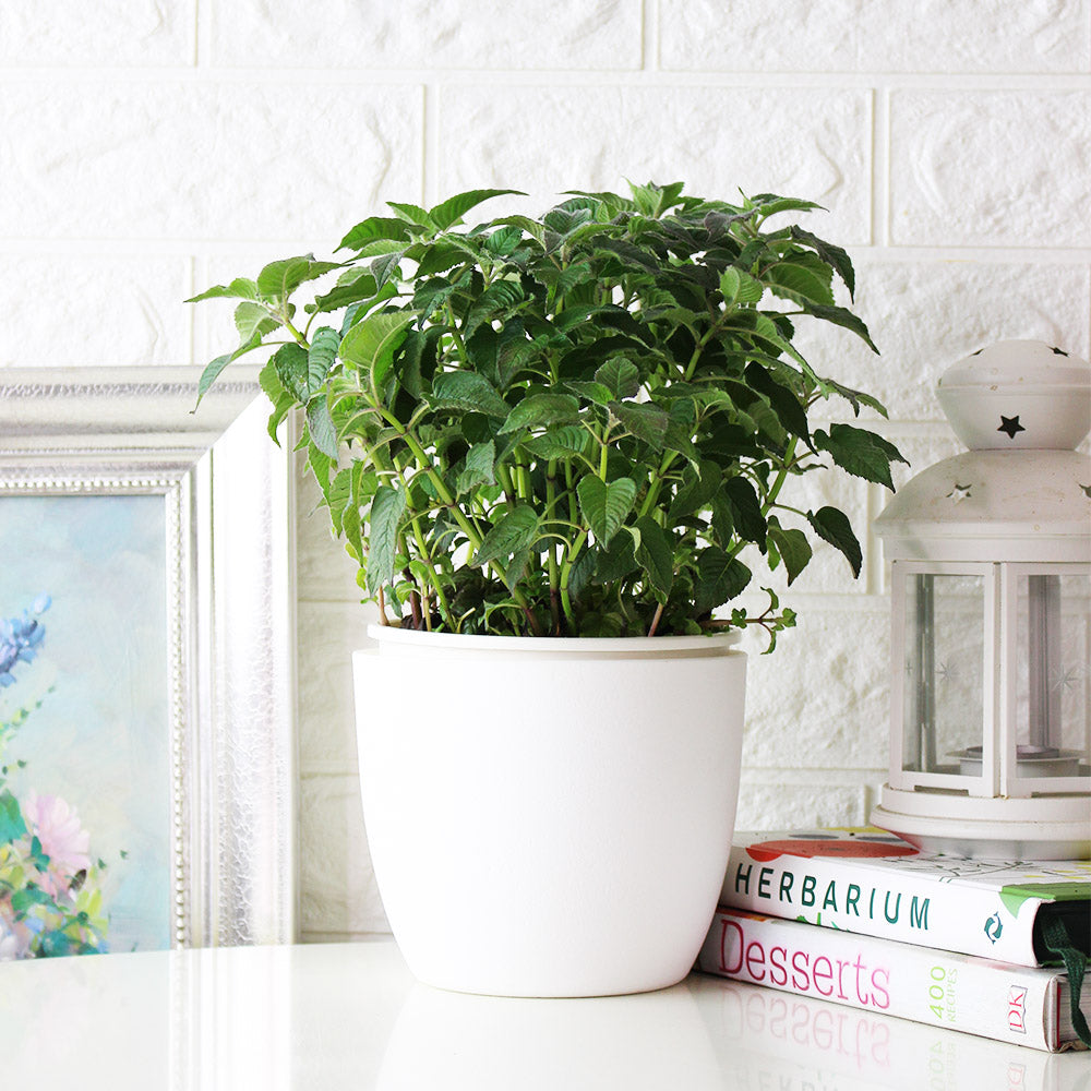 蜂香薄荷 | 薄荷味的佛手柑 | 奧斯威戈茶 | 可以泡茶 | 陽光植物