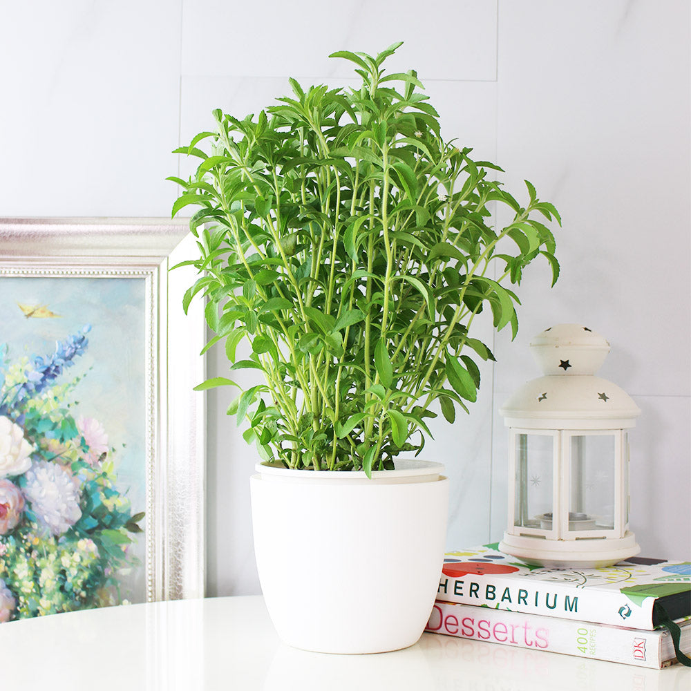 甜菊 | 天然代糖 | 健康甜味 | 陽光植物
