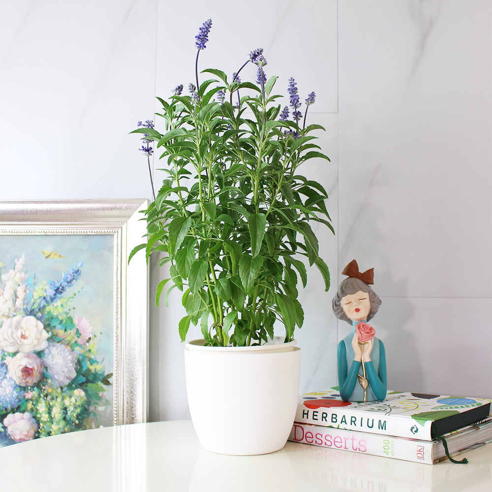 粉萼鼠尾草 | 深藍花束 |花園亮點 | 常開花、好照顧 | 陽光植物