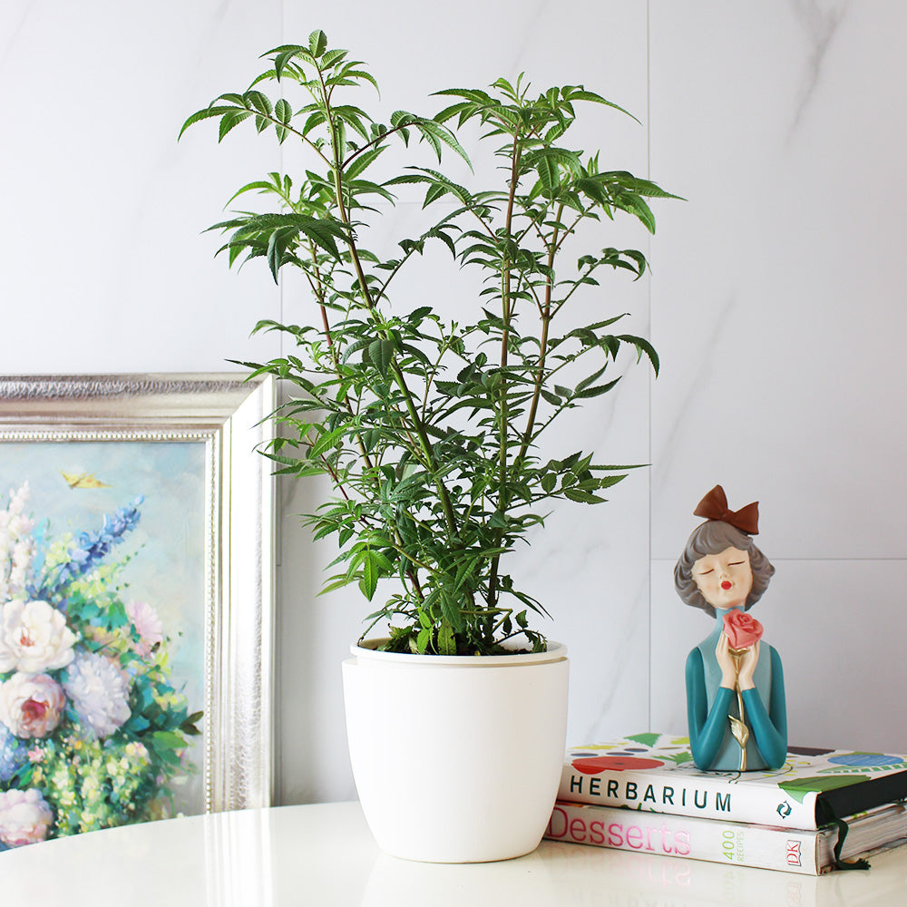 芳香萬壽菊｜百香果香氣｜花和葉都可泡茶 | 墨西哥萬壽菊｜食用花｜陽光植物