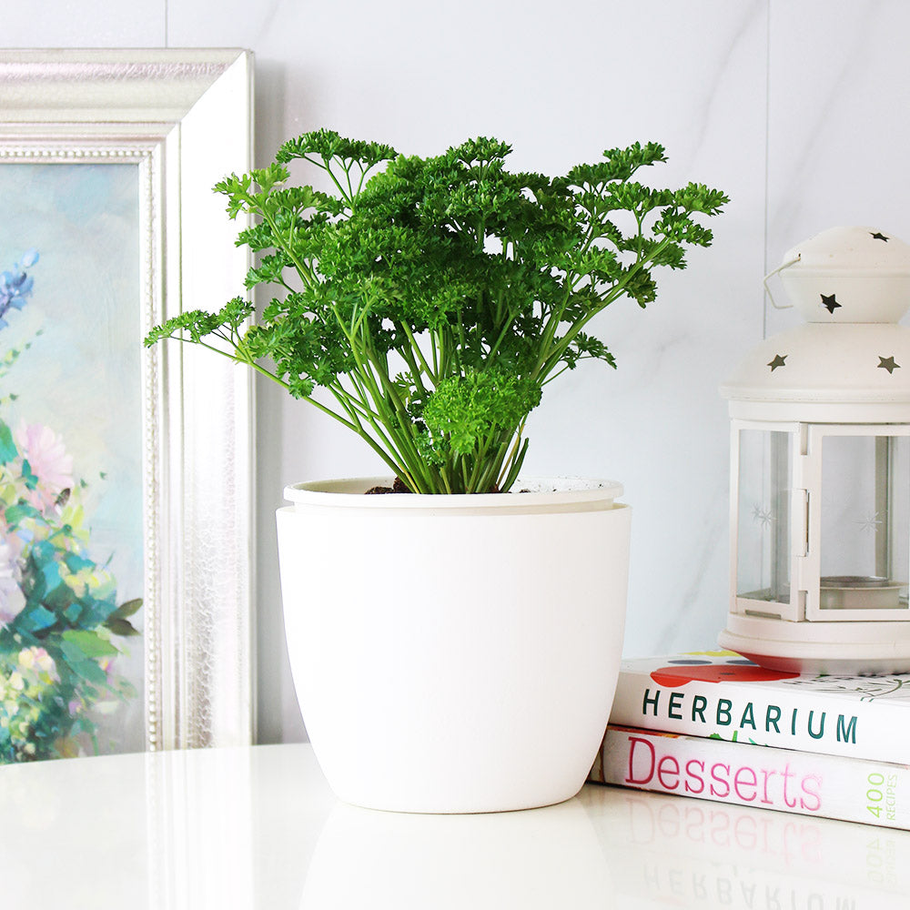 捲葉巴西里 | 荷蘭芹 | 皺葉巴西里 | 歐洲香菜