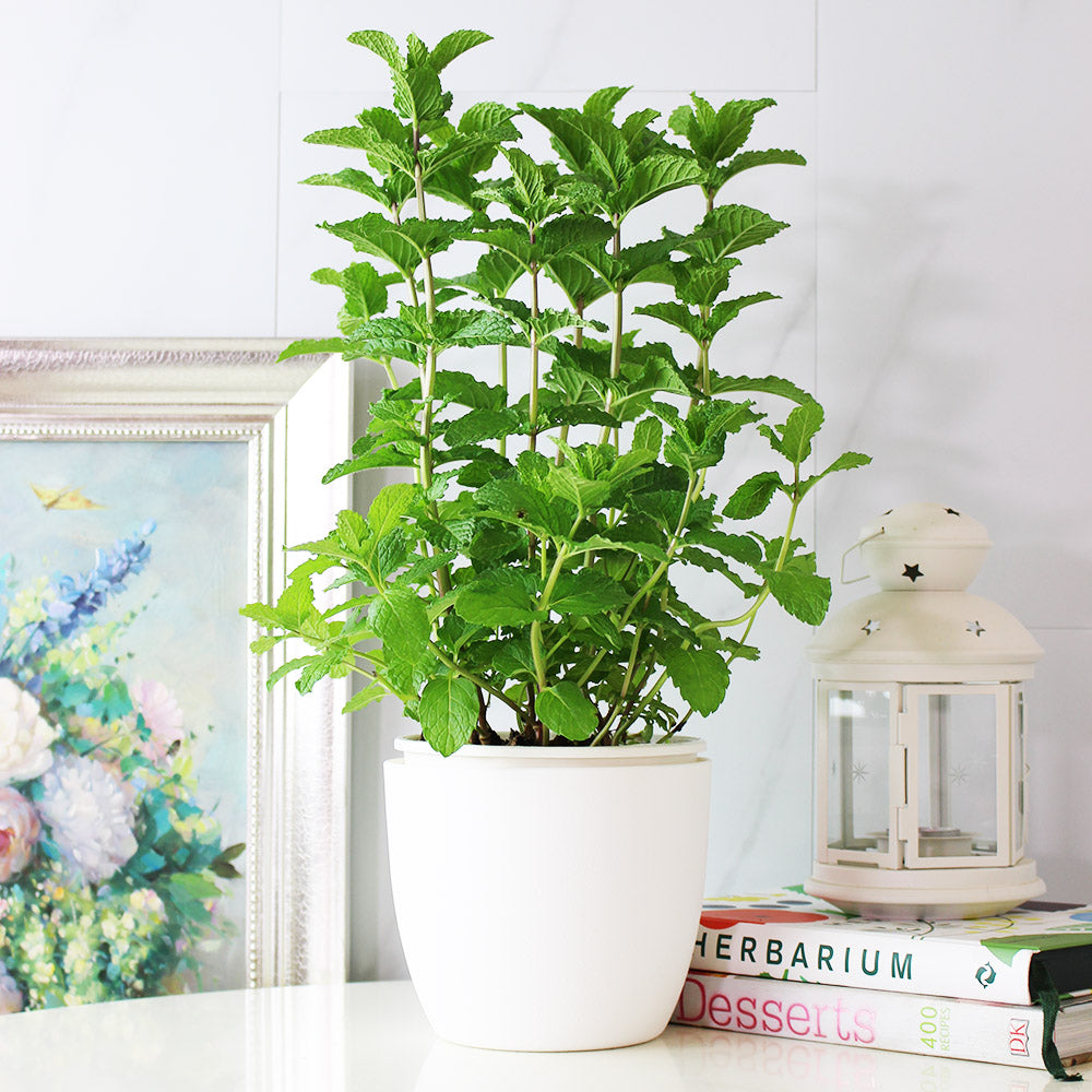 綠薄荷 | 泡茶、薄荷醬、mojito、甜點｜荷蘭薄荷｜最受歡迎的薄荷｜陽光植物