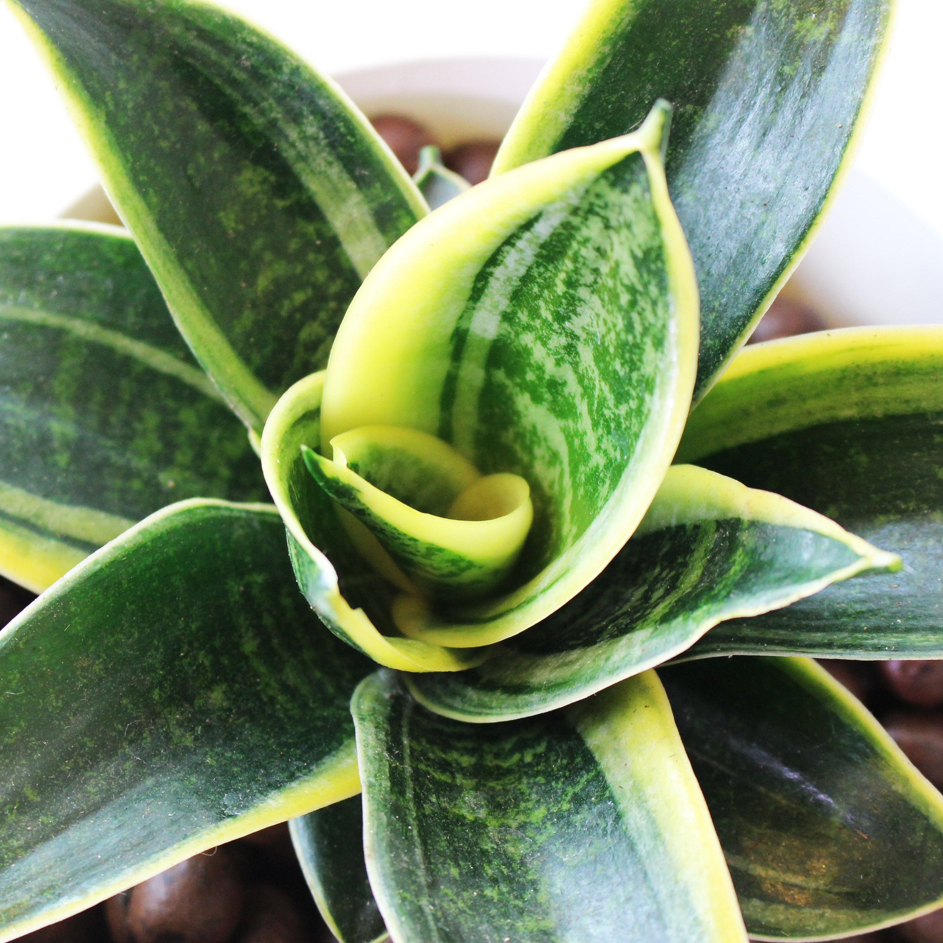 短葉金邊虎尾蘭 | 水耕｜室內植物｜無土栽培｜招財植物