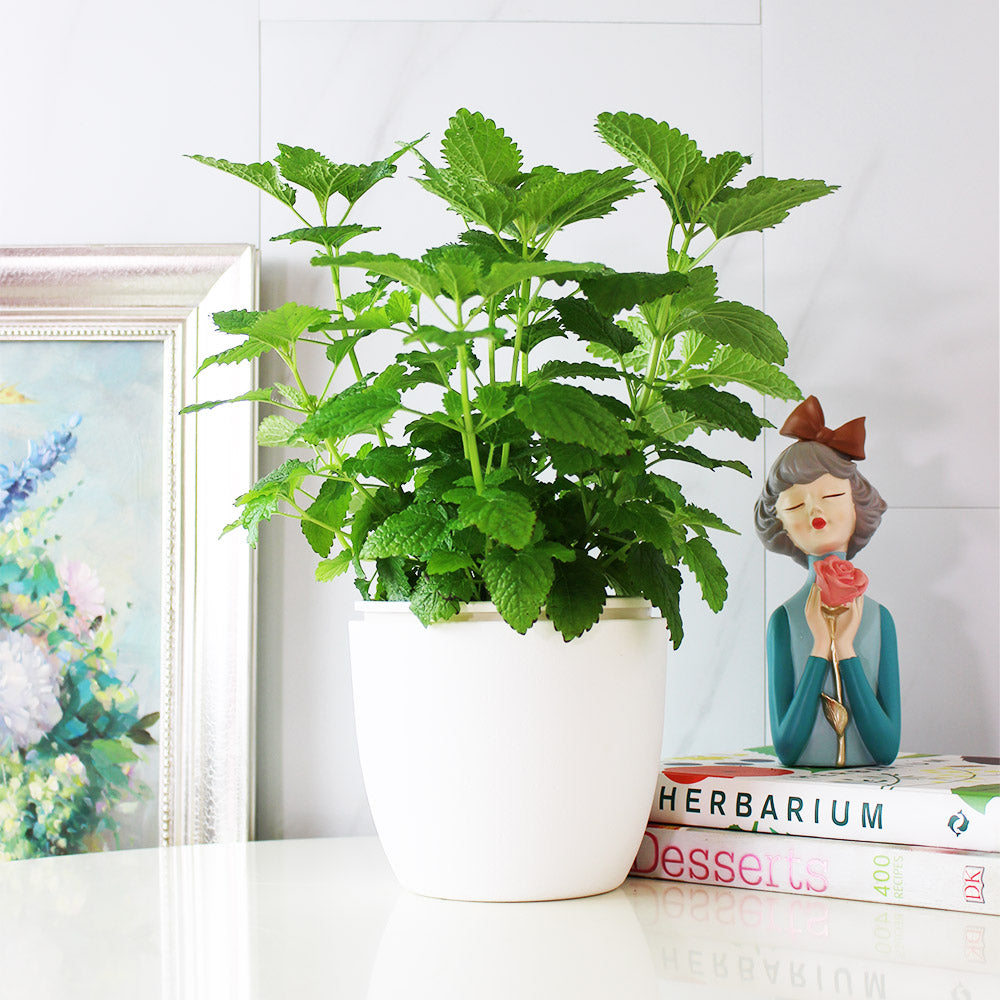 檸檬香蜂草 | 新居落成的絕佳禮物 | 心靈舒緩 | 檸檬香脂 | 陽光植物