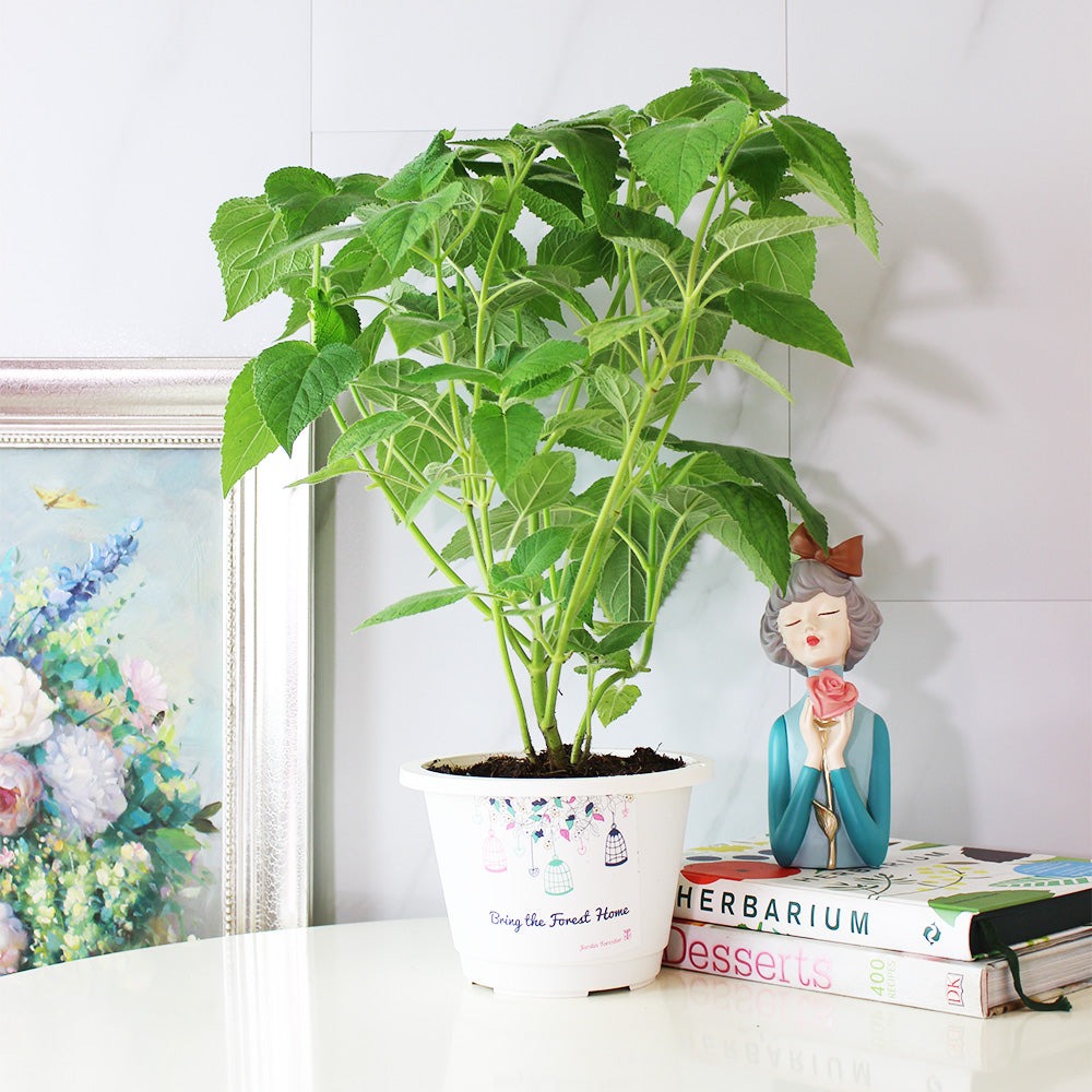 水果鼠尾草 | 驅趕小黑蚊 | 花朵口感清脆 | 陽光植物