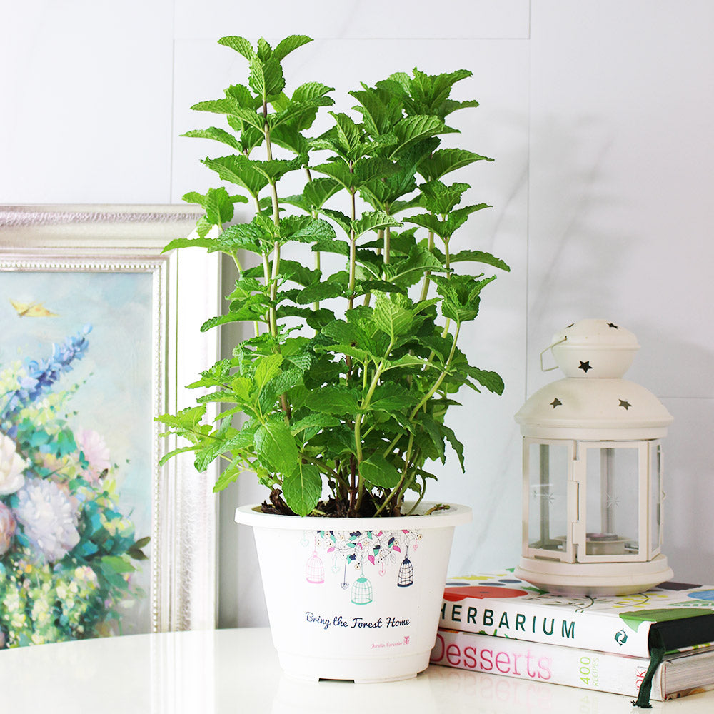 綠薄荷 | 泡茶、薄荷醬、mojito、甜點｜荷蘭薄荷｜最受歡迎的薄荷｜陽光植物