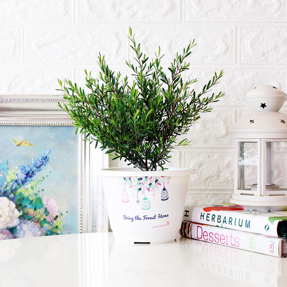 棉花糖茶樹盆栽 | 紫色蜂蜜茶樹 | 陽光植物