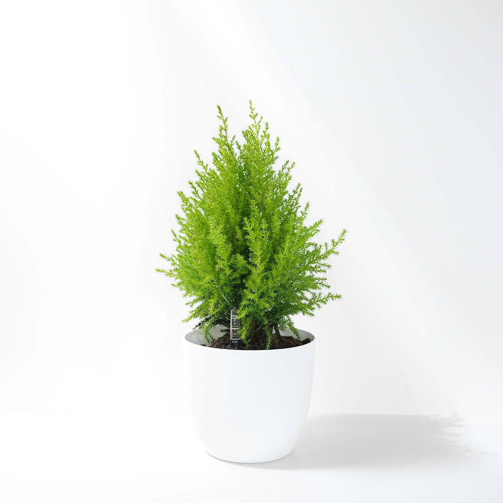 香冠柏 | 最受歡迎的耶誕樹 | 有香氣 | 可放室內光亮處一個月  | 陽光植物