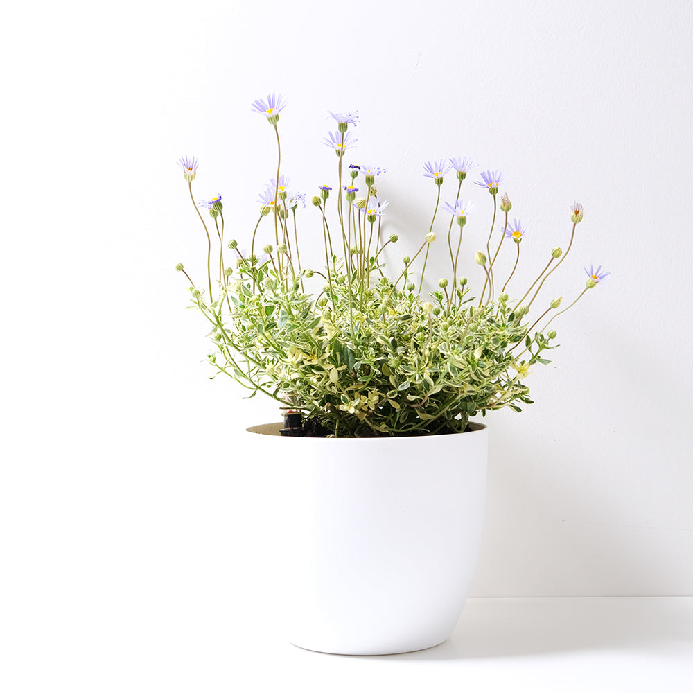 藍瑪格麗特 |  藍色小巧的花朵 | 斑葉品種｜陽光植物