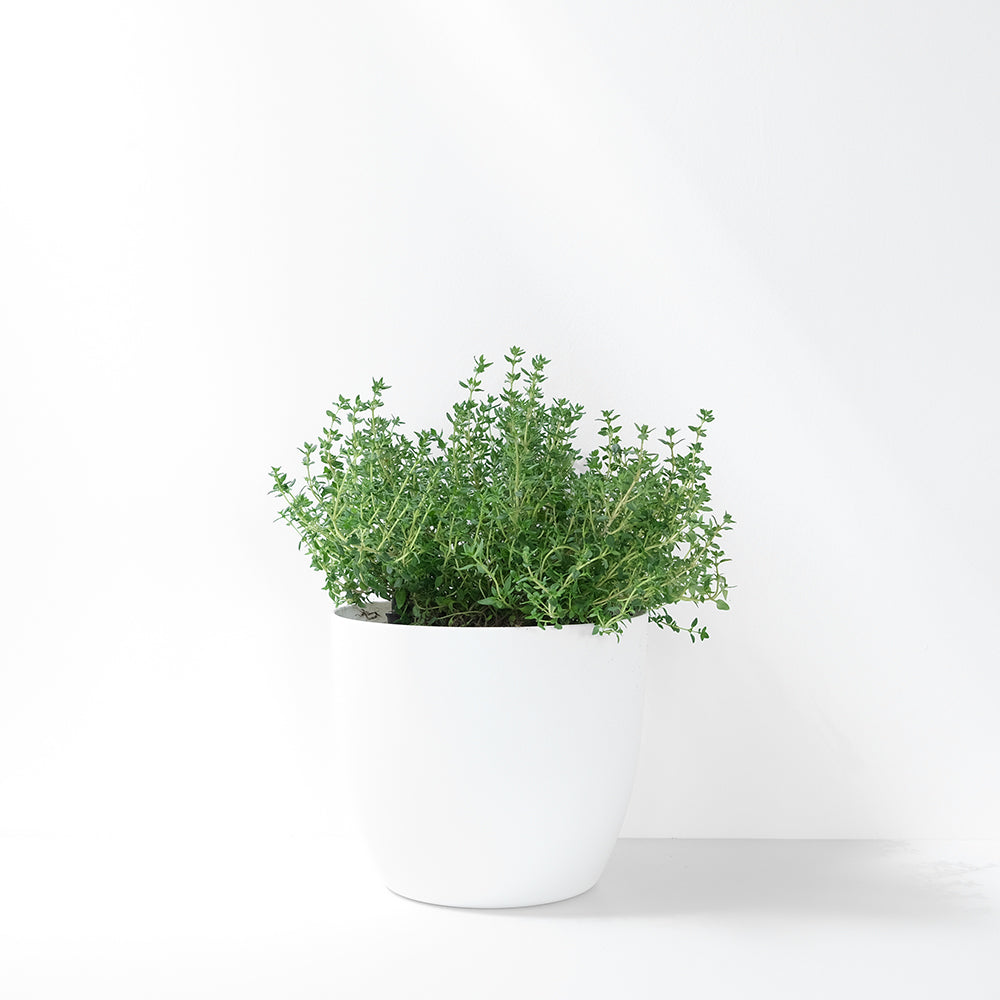 英國冬季百里香 | 料理百里香 | 南瓜、馬鈴薯、地瓜、雞肉｜陽光植物