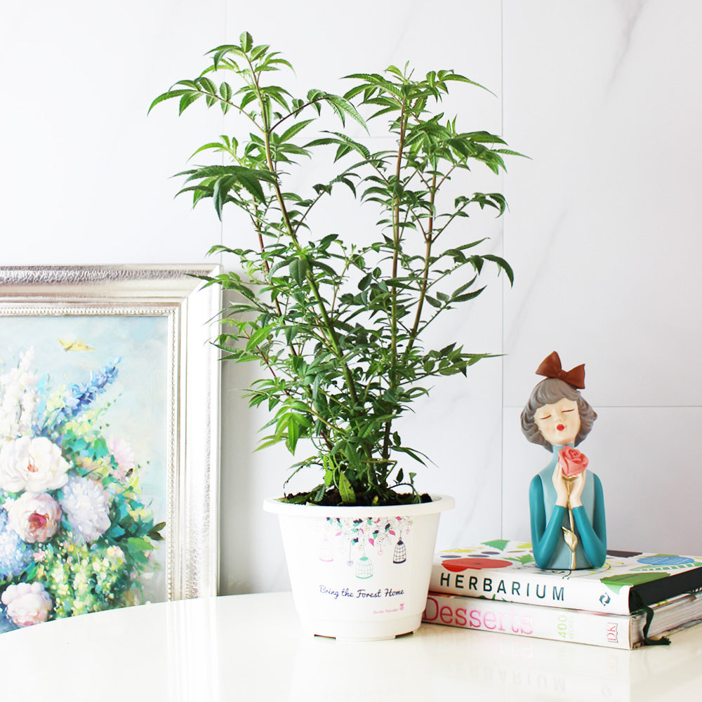 芳香萬壽菊｜百香果香氣｜花和葉都可泡茶 | 墨西哥萬壽菊｜食用花｜陽光植物