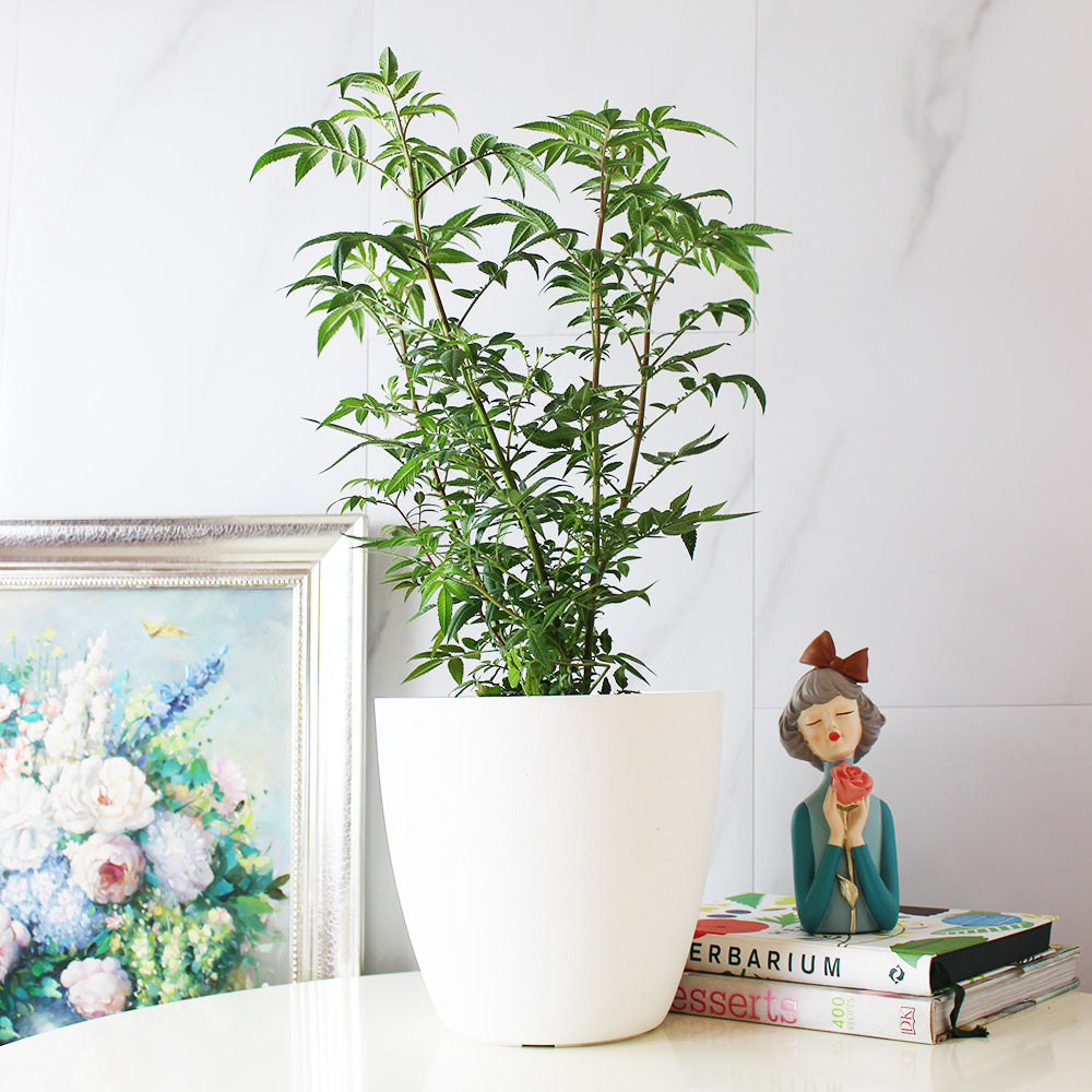 芳香萬壽菊｜百香果香氣｜花和葉都可泡茶 | 墨西哥萬壽菊｜食用花｜陽光植物