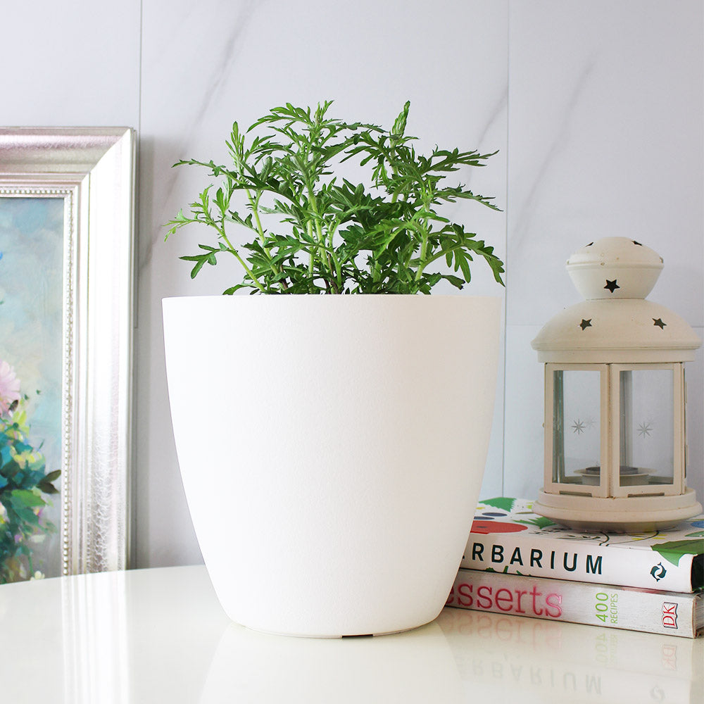 台灣艾草 | 避邪 | 艾草糕 | 艾捲 | 泡茶 | 入菜 | 陽光植物