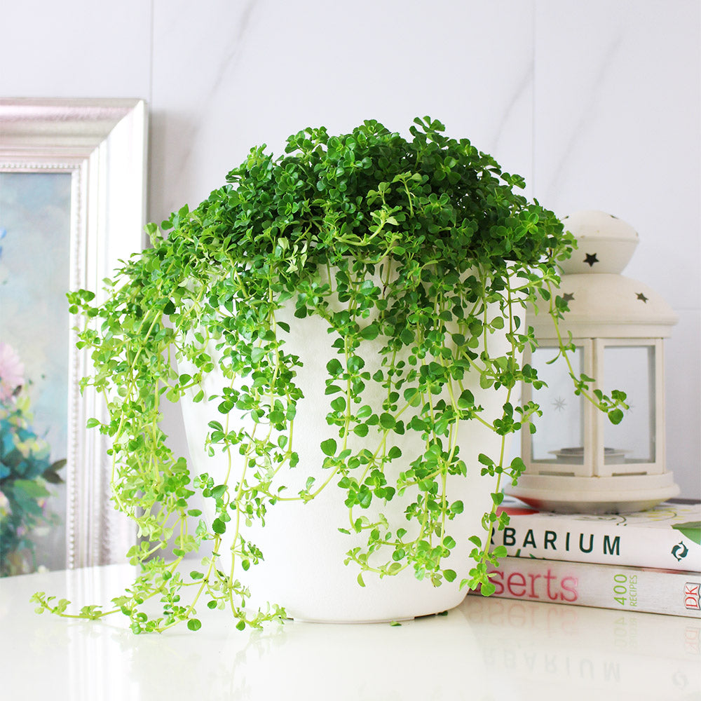 嬰兒淚｜天使的眼淚｜室內植物