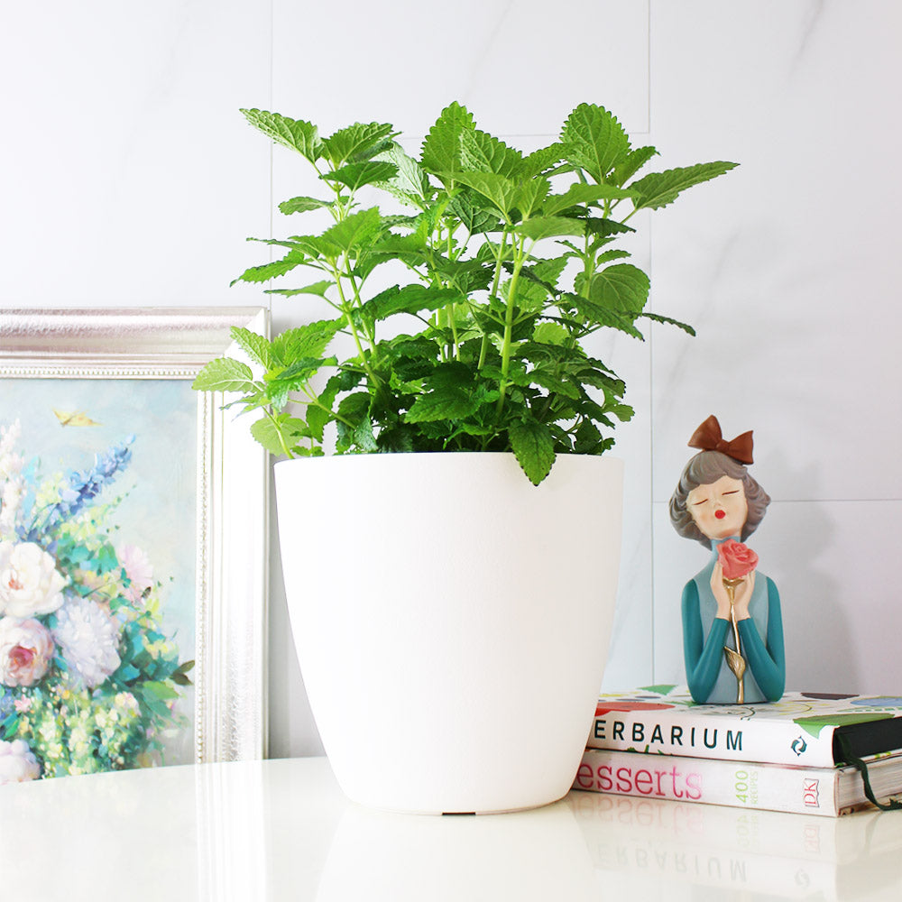 檸檬香蜂草 | 新居落成的絕佳禮物 | 心靈舒緩 | 檸檬香脂 | 陽光植物